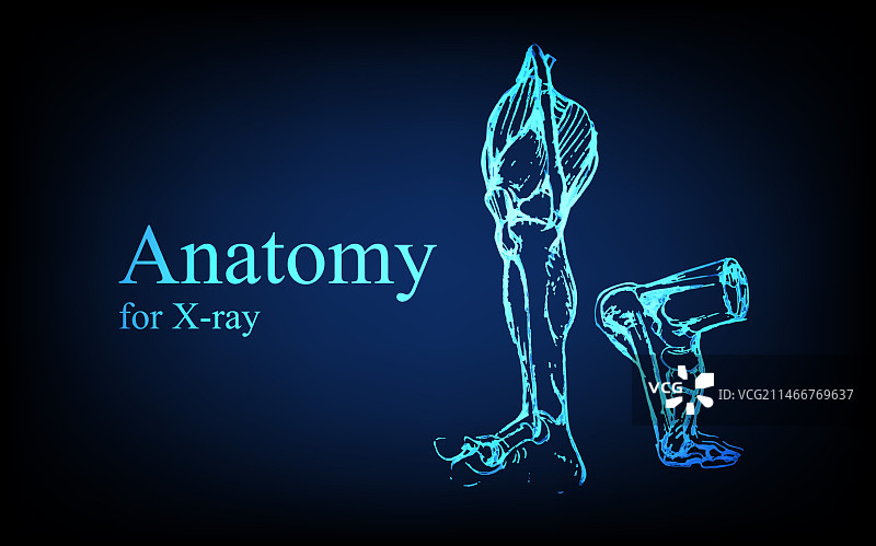 X光视图人体解剖图片素材