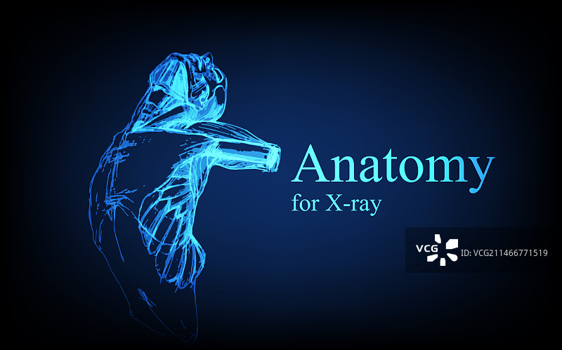 X光视图人体解剖图片素材