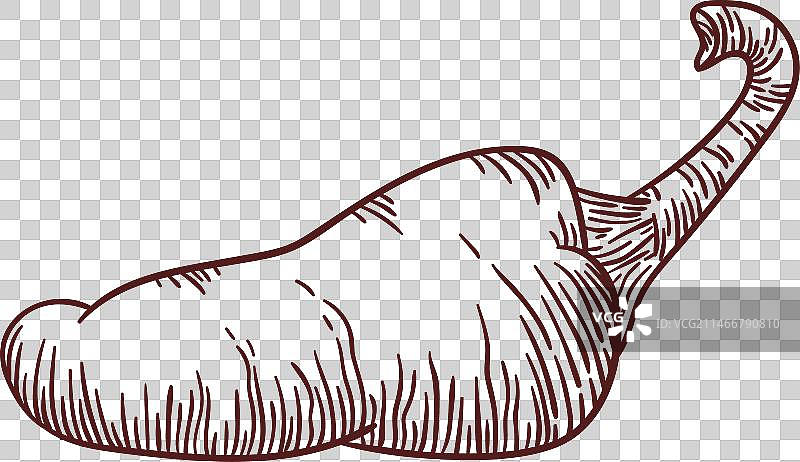 手绘西班牙 Padron 辣椒图片素材