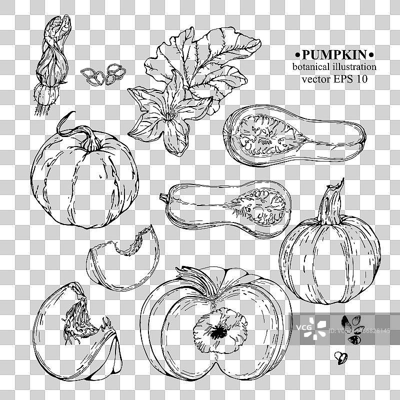 手绘南瓜元素合集图片素材