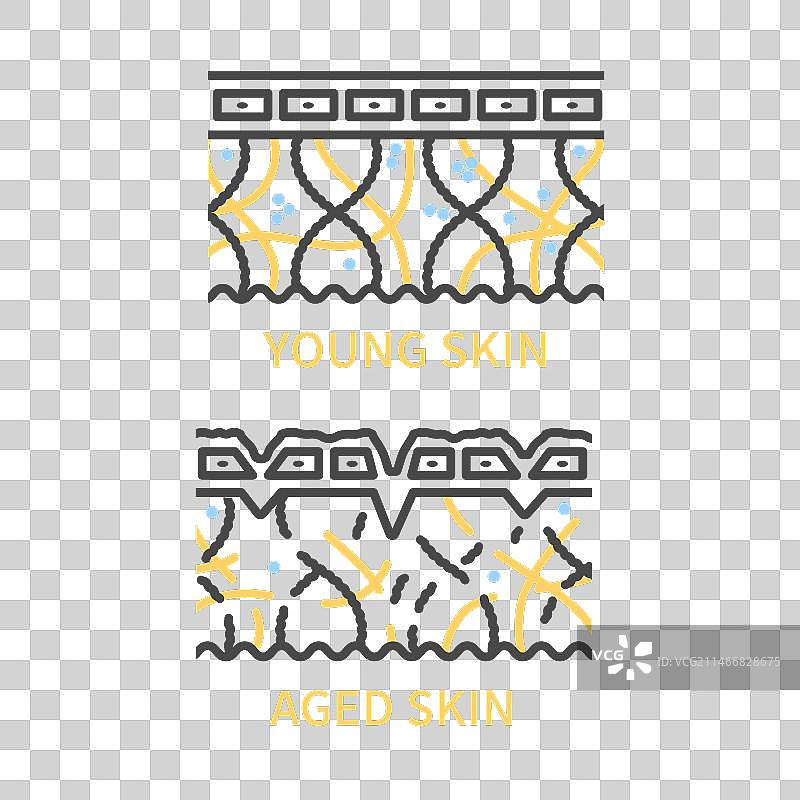 年轻和老化皮肤横截面图图片素材
