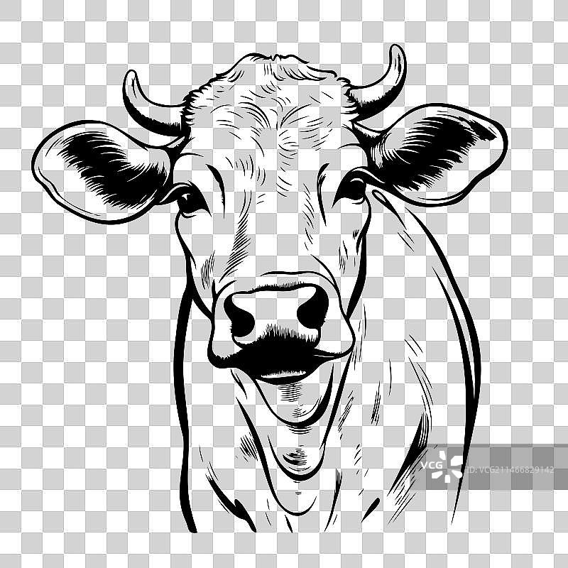 小牛肖像素描手绘图片素材