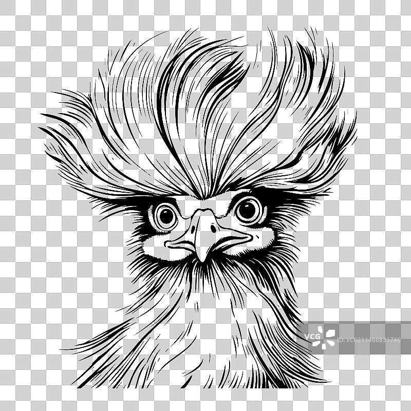 有趣的中国丝光鸡手绘草图图片素材