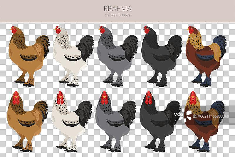 婆罗门鸡品种家禽和农场剪贴画图片素材