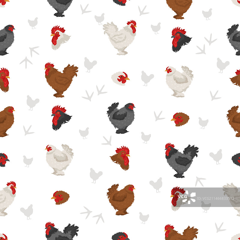 蓬松鸡品种无缝图案图片素材
