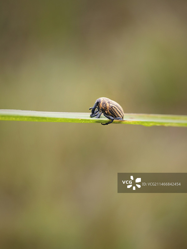 植物上昆虫特写镜头图片素材