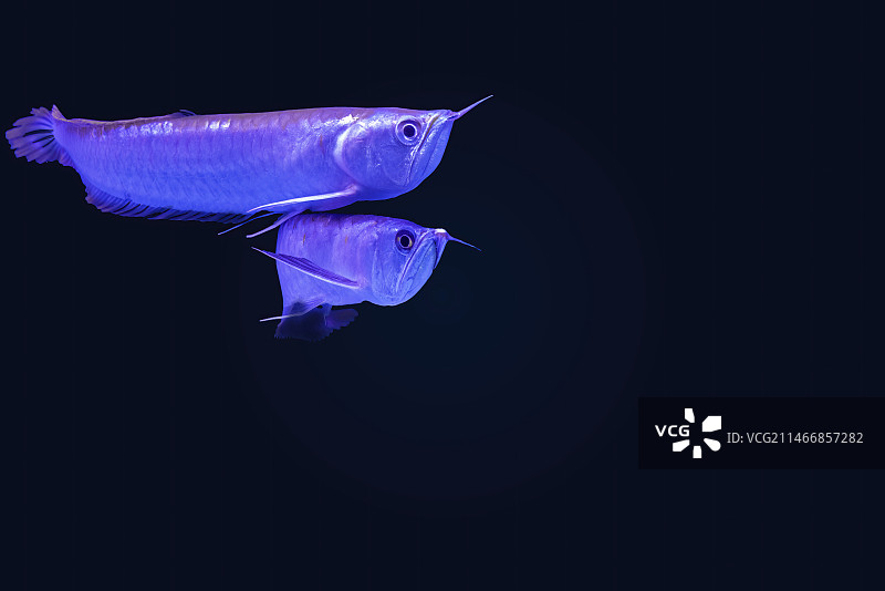 观赏鱼，宠物，海龟图片素材