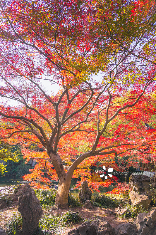 杭州西湖郭庄景区秋天枫树王图片素材