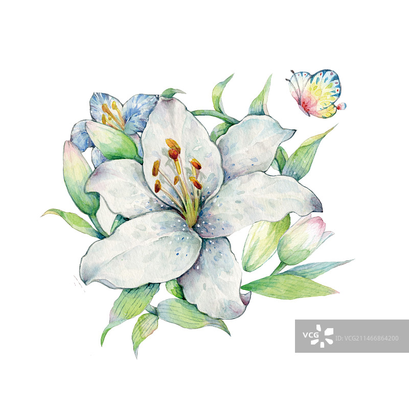 白色背景下水彩手绘植物系列香水百合鲜花与蝴蝶装饰插画的特写镜头图片素材