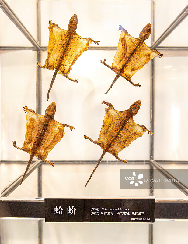 中药蛤蚧标本：杭州浙江中医药大学博物馆展品图片素材