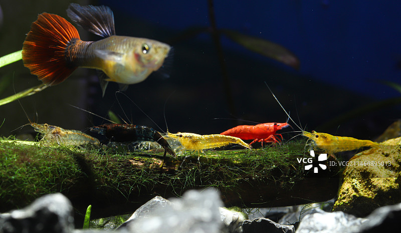 鱼缸原生缸极火虾樱花虾除藻虾孔雀鱼图片素材