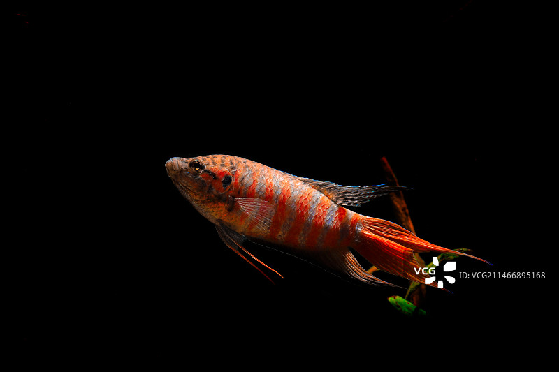 中国斗鱼本土鱼高清侧面黑底图图片素材
