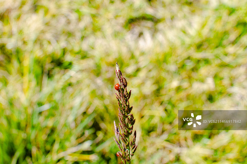 野外小草上红色可爱的瓢虫图片素材