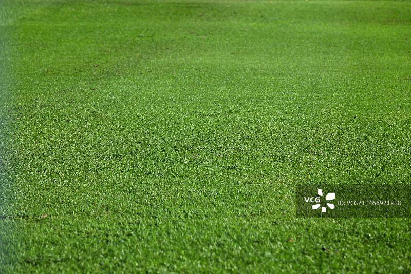 鲜绿草地的高角度视图背景图片素材