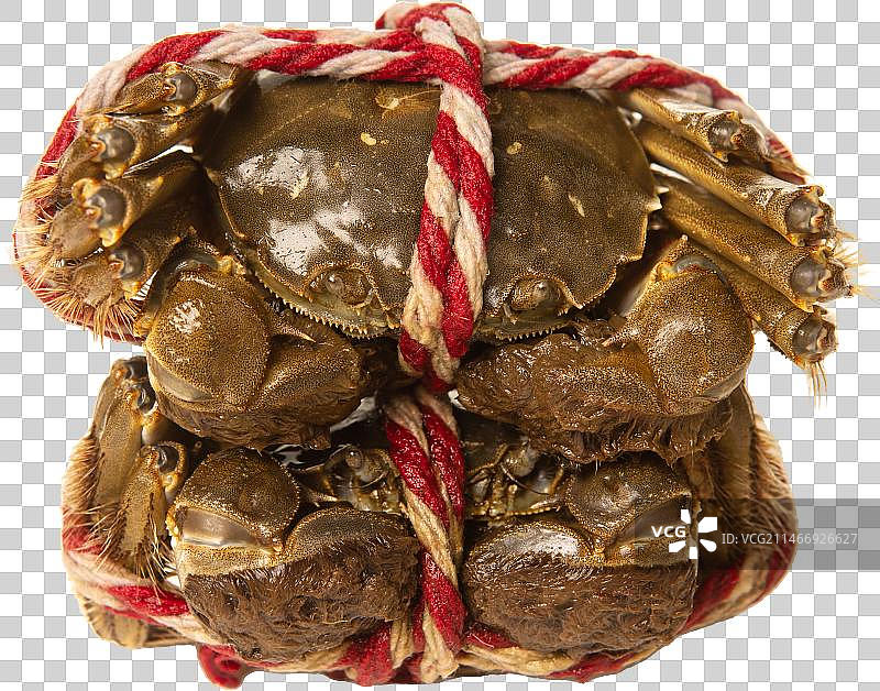 两只被绑扎的螃蟹图片素材