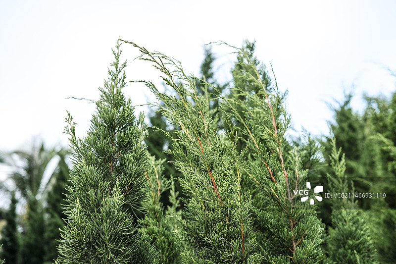 松树侧柏图片素材