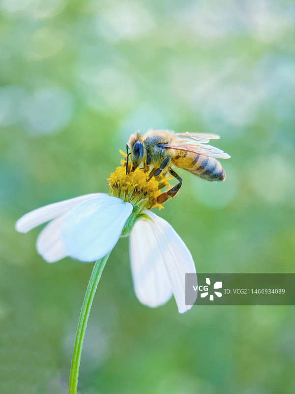蜜蜂在花上的特写镜头图片素材