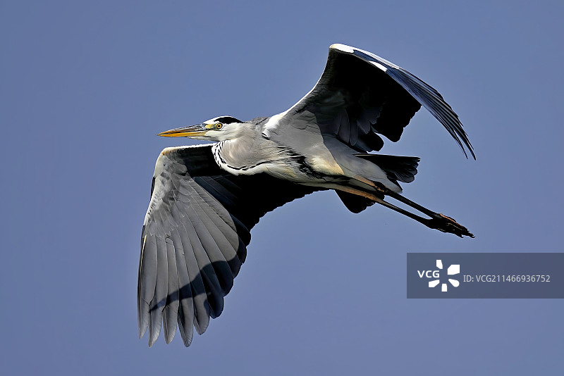 翱翔的灰鹭图片素材
