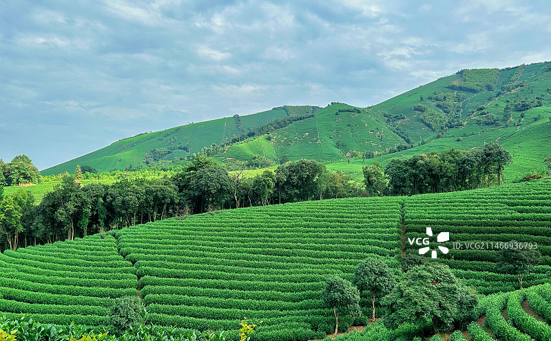 茶园图片素材