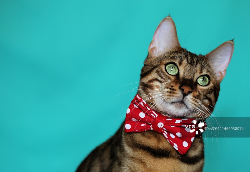 绿色背景下的猫咪特写，美国西弗吉尼亚州费尔蒙特图片素材