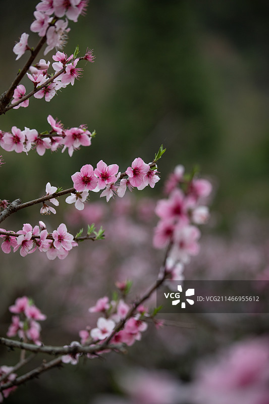 花卉植物树木图片素材