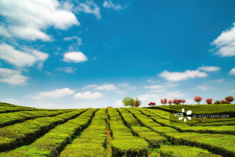 贵阳市花溪区磊庄，羊艾茶场图片素材