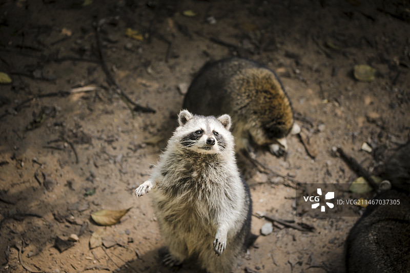 广州动物园-小浣熊图片素材