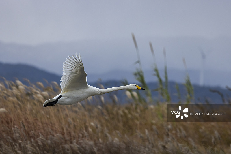 大天鹅--威海荣城图片素材