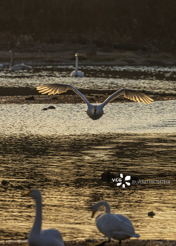 大天鹅--威海荣城图片素材