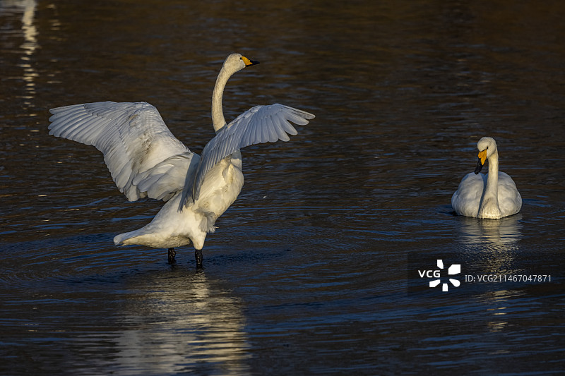 大天鹅--威海荣城图片素材