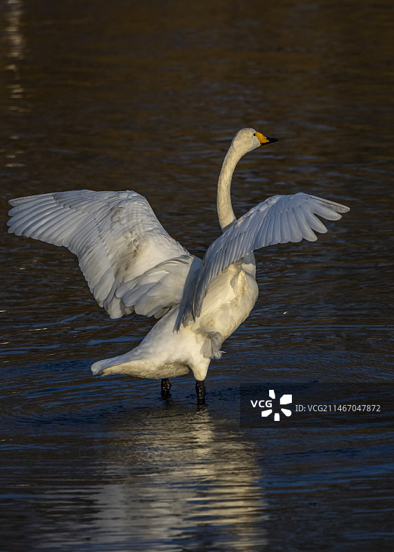 大天鹅--威海荣城图片素材