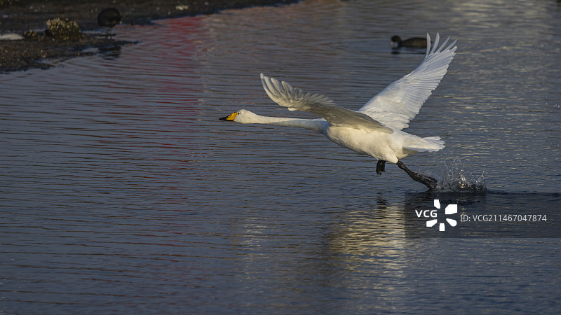 大天鹅--威海荣城图片素材