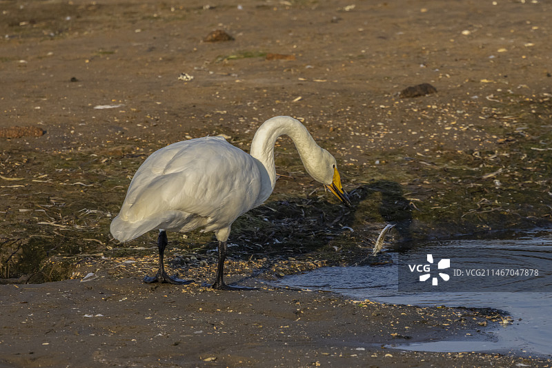 大天鹅--威海荣城图片素材