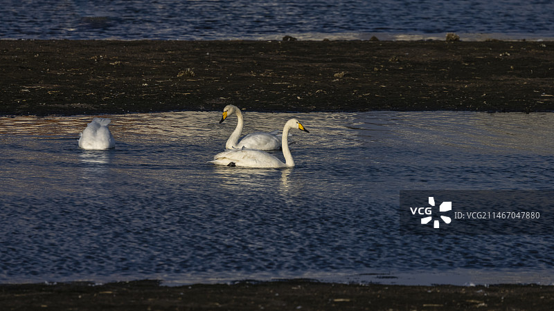 大天鹅--威海荣城图片素材