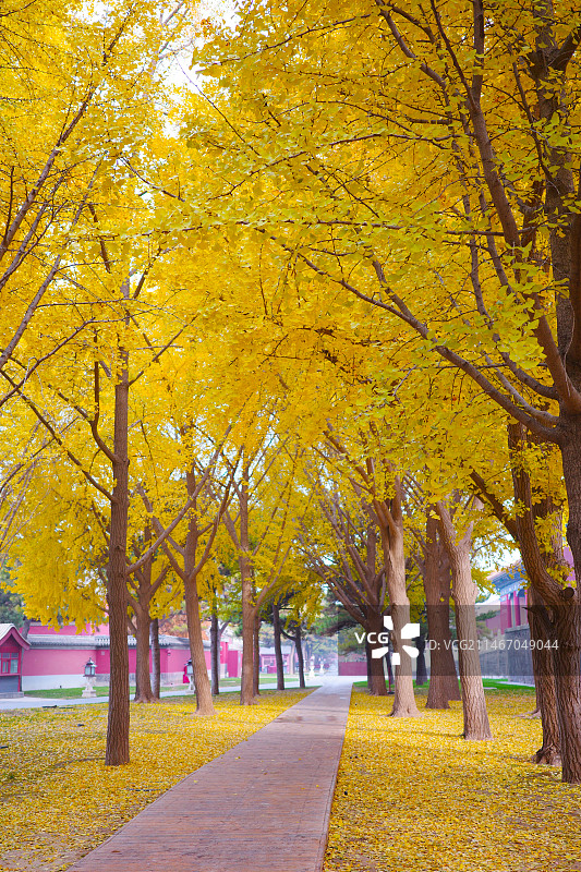 故宫古银杏树图片素材