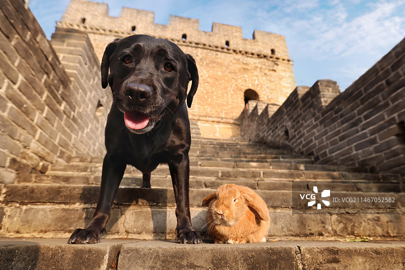 长城上玩耍的黑色拉布拉多猎犬和垂耳兔图片素材