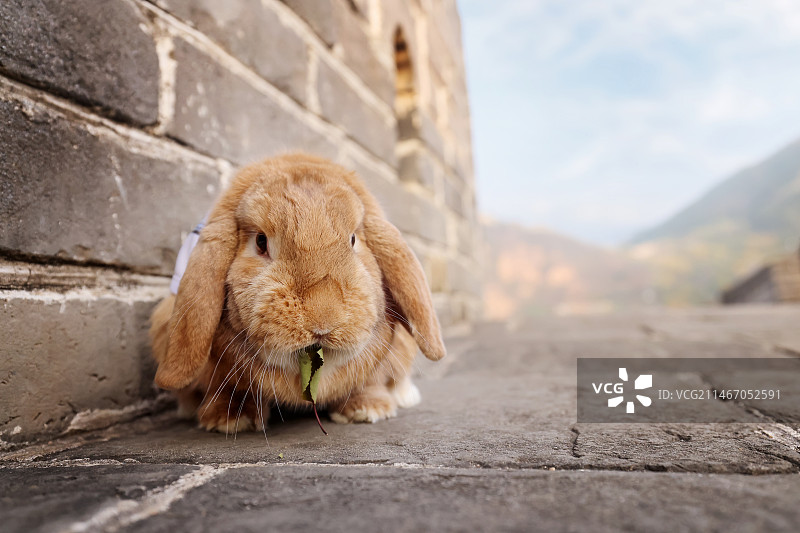 长城上的垂耳兔图片素材