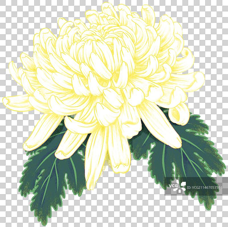 白菊花插画元素图片素材