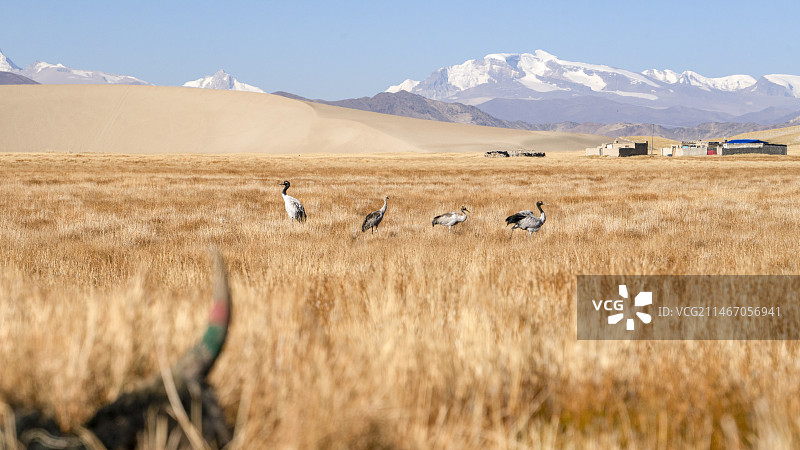 黑颈鹤图片素材