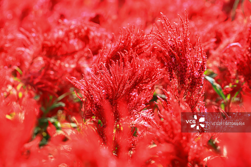 鸡冠花图片素材