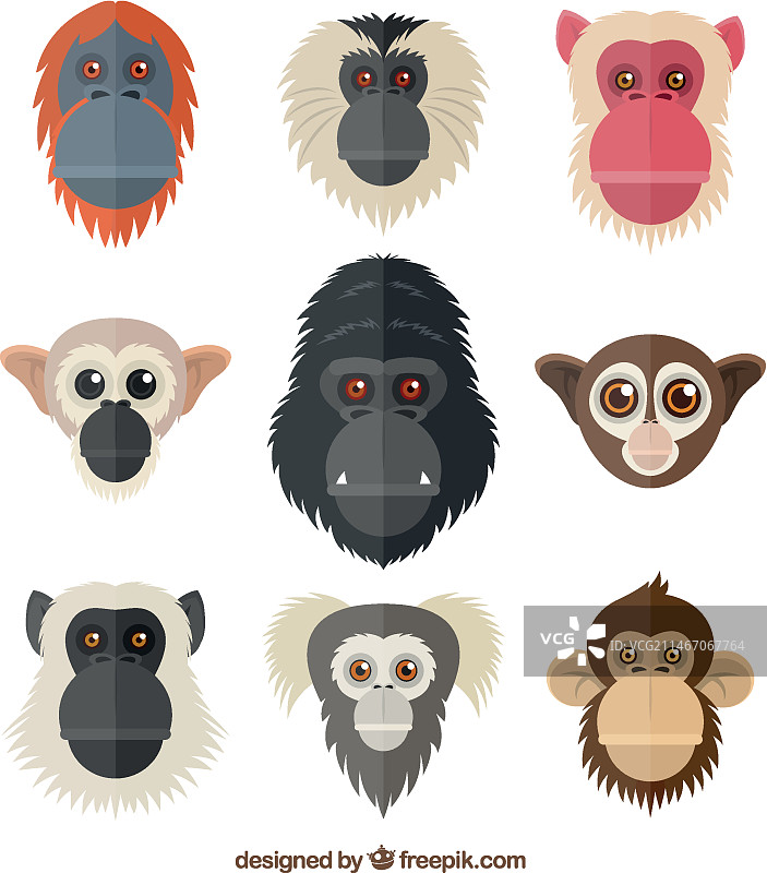 灵长类动物头部图片素材