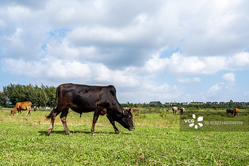 海南海口户外草场蓝天白云下牛群吃草延时图片素材