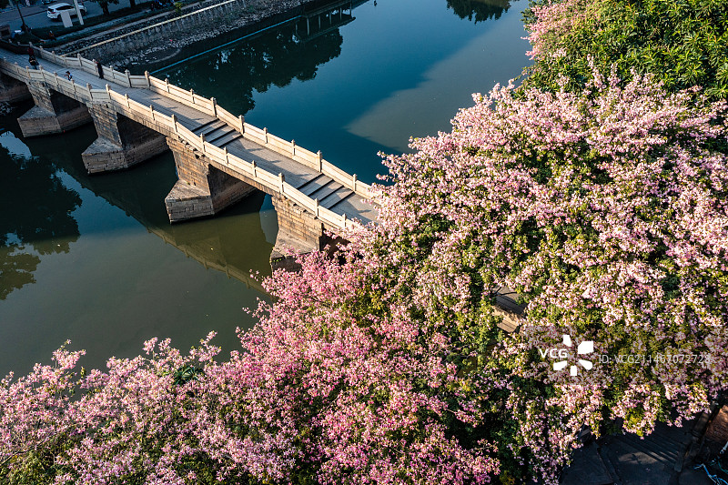 中国广东省广州市白云区石井镇石井桥异木棉图片素材