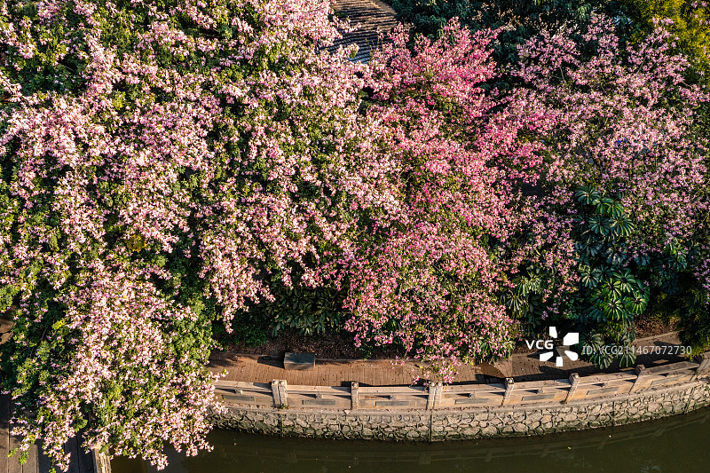 中国广东省广州市白云区石井镇石井桥异木棉图片素材
