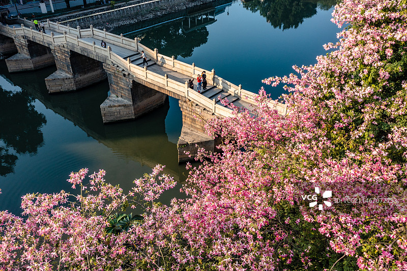中国广东省广州市白云区石井镇石井桥异木棉图片素材