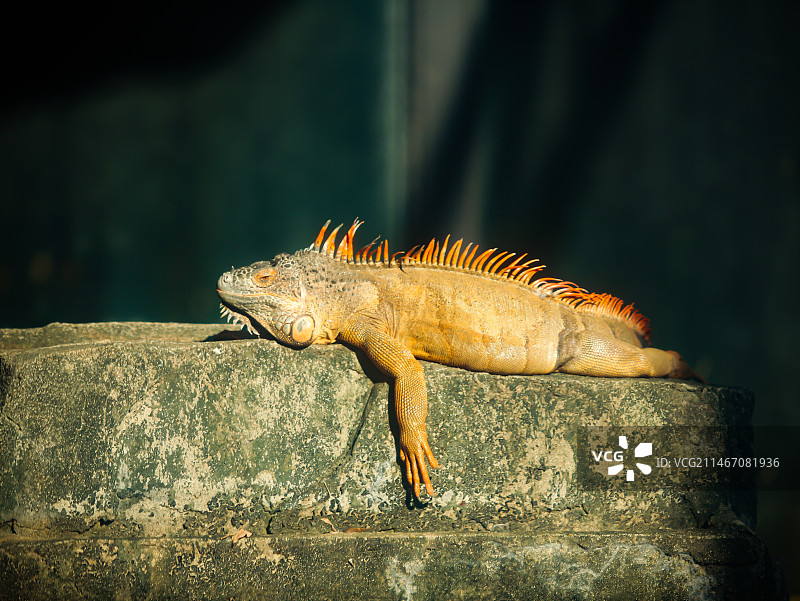 广州动物园实拍图片蜥蜴图片素材