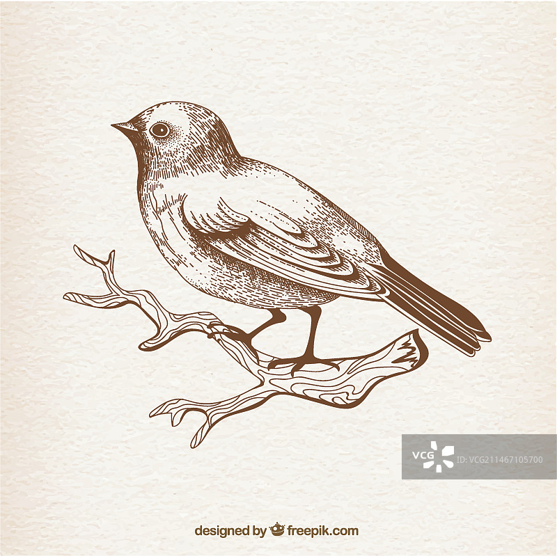 手绘鸟类图片素材