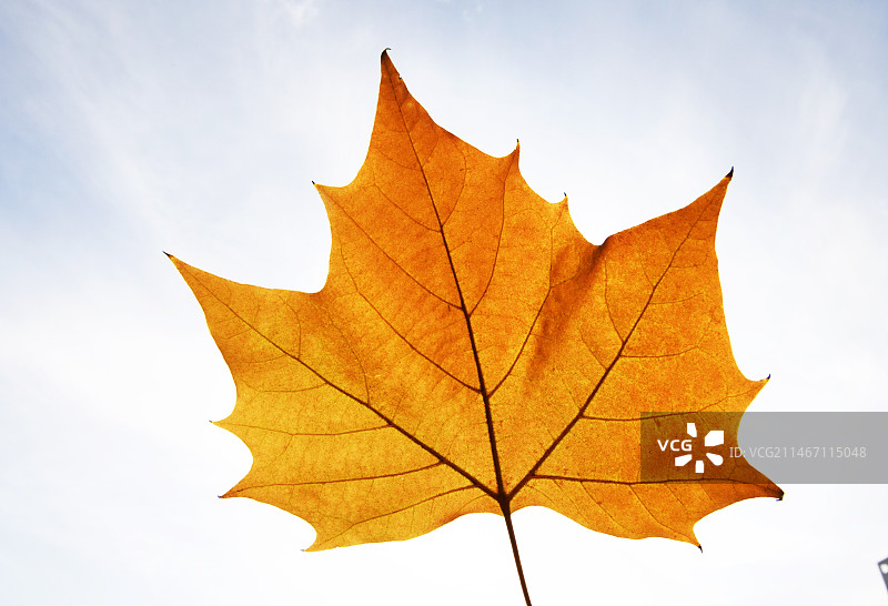 一片金色的法桐树叶图片素材