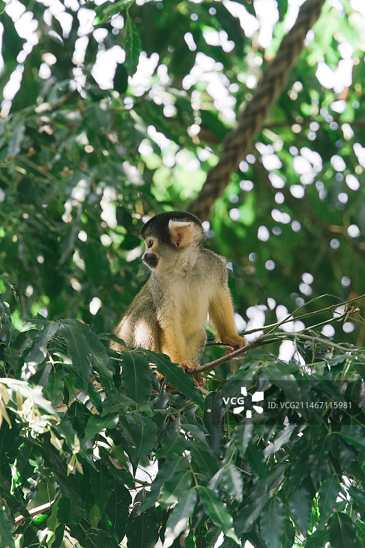 小猴子图片素材