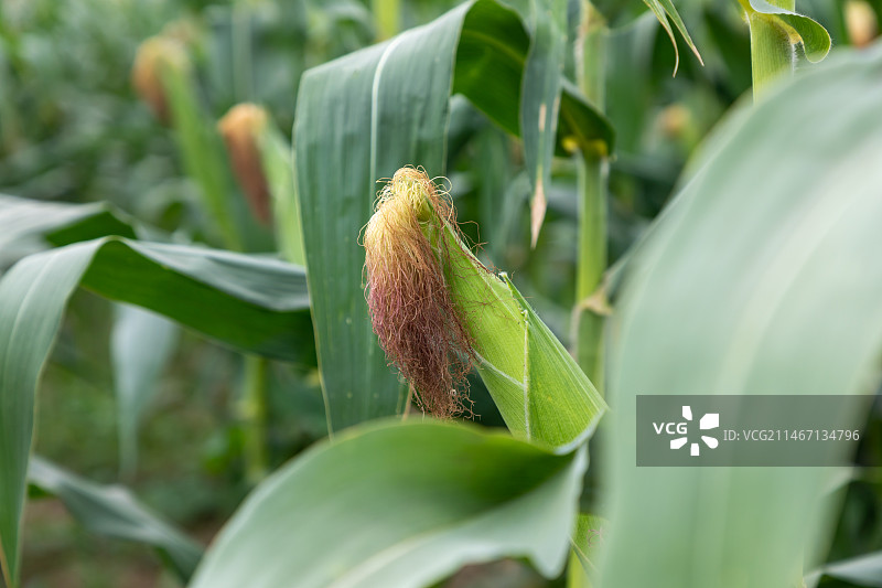 玉米在地里生长的特写镜头图片素材